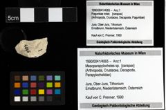 Foto (Objekt + Etiketten) von Mesoparapylocheles sp. 